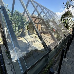 Komodo Dragon Exhibit