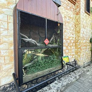 Sailfin Dragon Exhibit