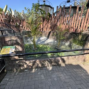 Common Snapping Turtle Exhibit