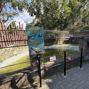 Saltwater Crocodile Exhibit #2