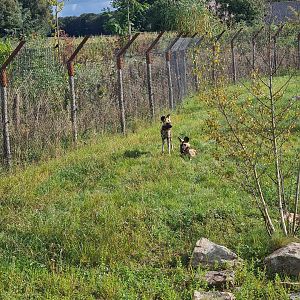 Ngorongo - African wild dogs
