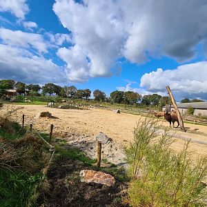 Ngorongo - Bactrian camel habitat