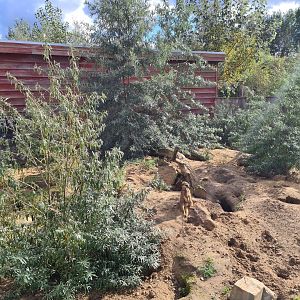 Ngorongo - Meerkat habitat