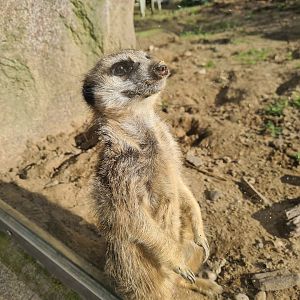 Ngorongo - Meerkat