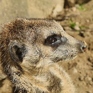 Ngorongo - Meerkat