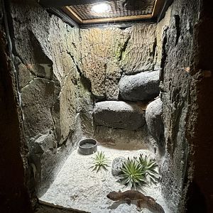 Leopard Gecko Exhibit