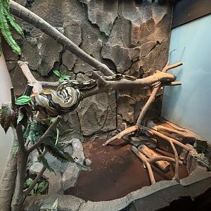 Reticulated Python Exhibit