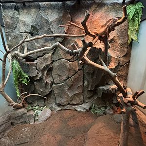 Green Iguana Exhibit