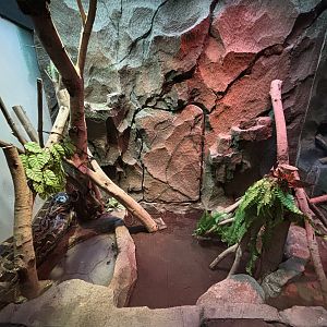 Burmese Python Exhibit