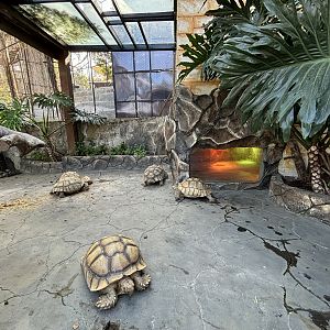 African Spurred + Leopard Tortoise Exhibit