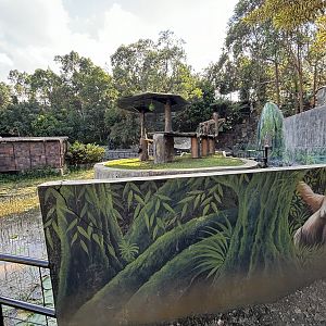 Sumatran Orangutan Exhibit #1