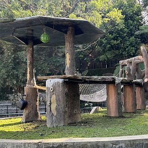 Sumatran Orangutan Exhibit #1