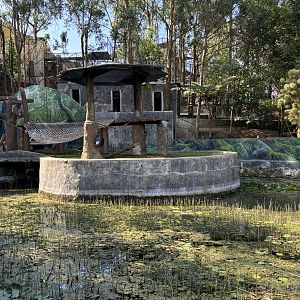 Sumatran Orangutan Exhibit #2