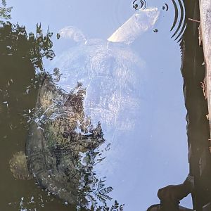 ID Check - Yellow-headed Temple Turtle?