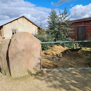 Ngorongo - Meerkat habitat