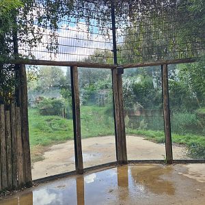 Ngorongo - African lion viewing point