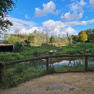 Ngorongo - African lion viewing point