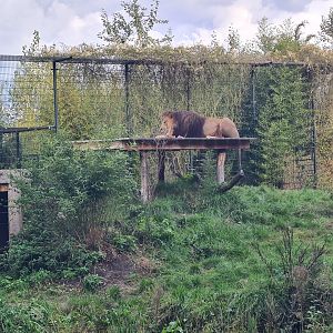 Ngorongo - African lion