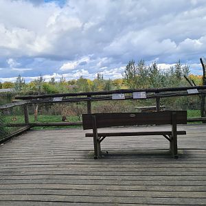 Ngorongo - African lion viewing platform