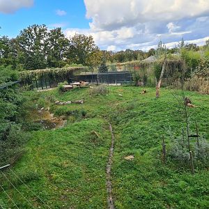 Ngorongo - African lion habitat