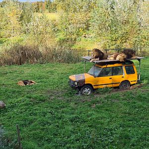 Ngorongo - African lions