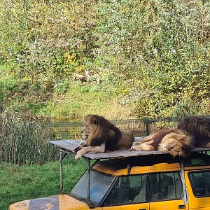 Ngorongo - Lion and wild dog mixed habitat?!