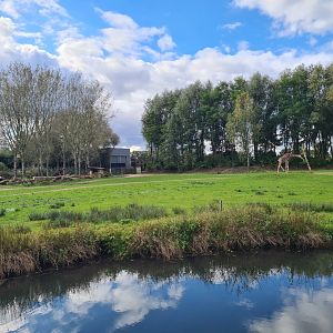 Ngorongo - Reticulated giraffe habitat