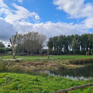Ngorongo - Reticulated giraffe habitat
