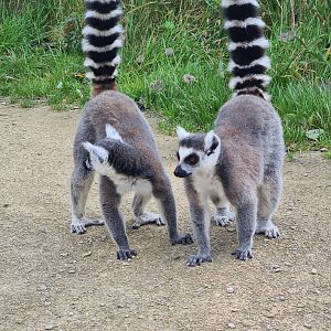 Itampalo - Ring-tailed lemurs