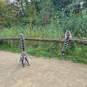 Itampalo - Ring-tailed lemurs