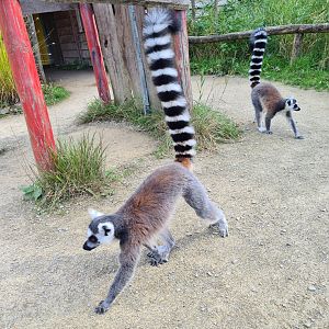 Itampalo - Ring-tailed lemurs