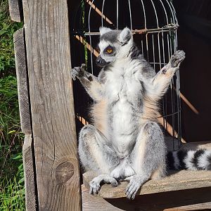 Itampalo - Ring-tailed lemur