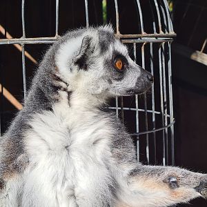 Itampalo - Ring-tailed lemur