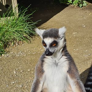 Itampalo - Ring-tailed lemur