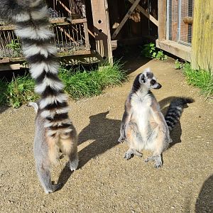 Itampalo - Ring-tailed lemurs