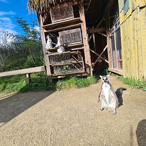 Itampalo - Ring-tailed lemurs sunbathing