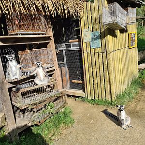 Itampalo - Ring-tailed lemurs sunbathing