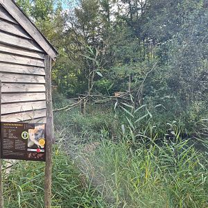 Itampalo - Bamboo lemur island