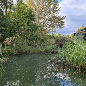 Itampalo - Bamboo lemur island