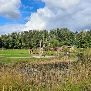 Ngorongo - Reticulated giraffe habitat