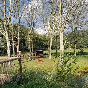Ngorongo - Dwarf zebu and DeBrazza monkey habitat
