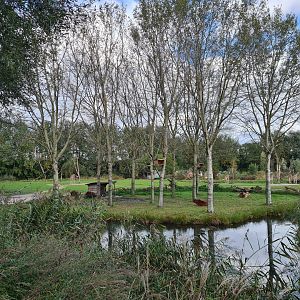 Ngorongo - Dwarf zebu and DeBrazza monkey habitat