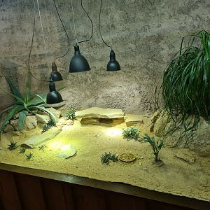Ngorongo - Egyptian tortoise terrarium
