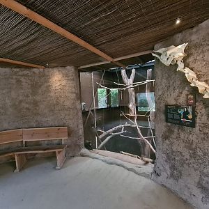 Ngorongo - DeBrazza monkey indoor habitat