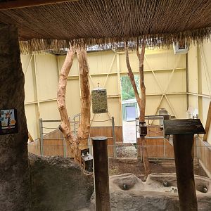 Ngorongo - Giraffe indoor habitat