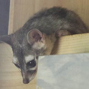 Very Active Ringtail