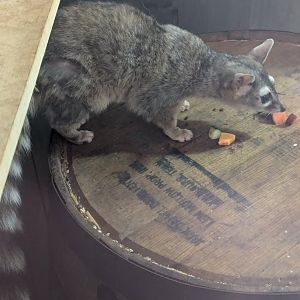 Very Active Ringtail