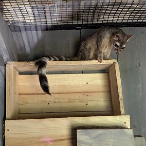 Very Active Ringtail