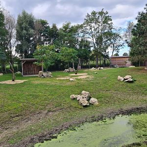 Ngorongo - Addra gazelle and Common ostrich habitat