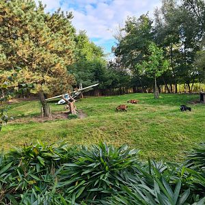 Ngorongo - Reeves muntjac and Pygmy goat habitat